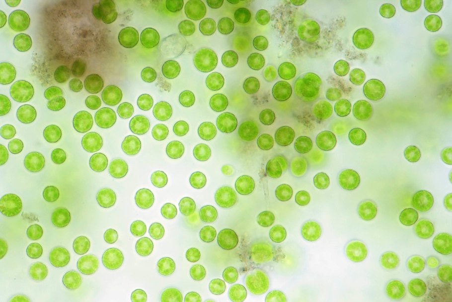 Одноклеточная водоросль хлорелла