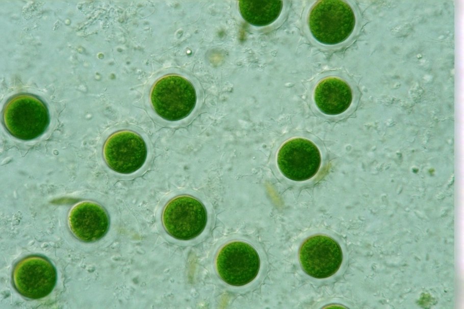 Зелёные водоросли хлорелла