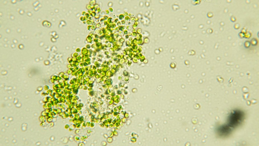 Astaxanthin & хлорелла