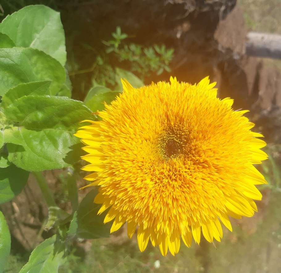 Подсолнечник Мишутка махровый премиум