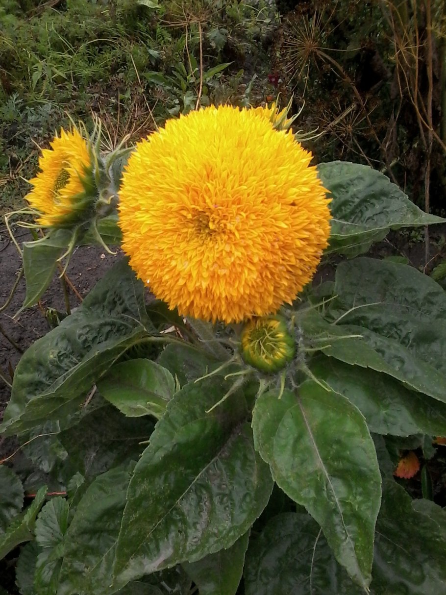 Гелиантус махровый