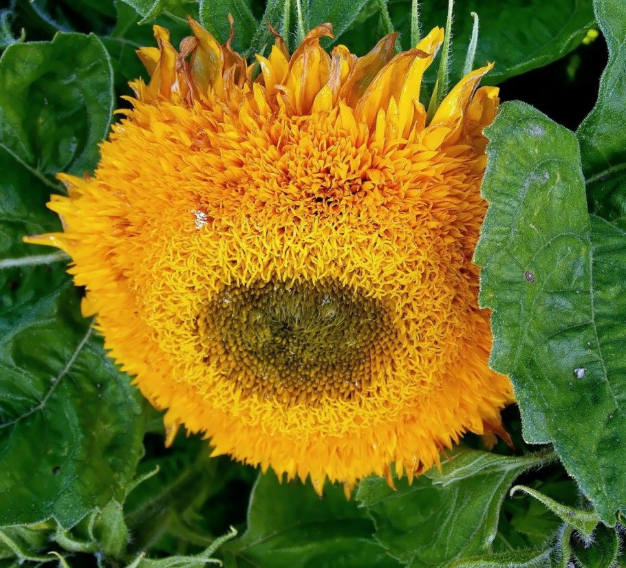 Подсолнечник Солнечный зайчик