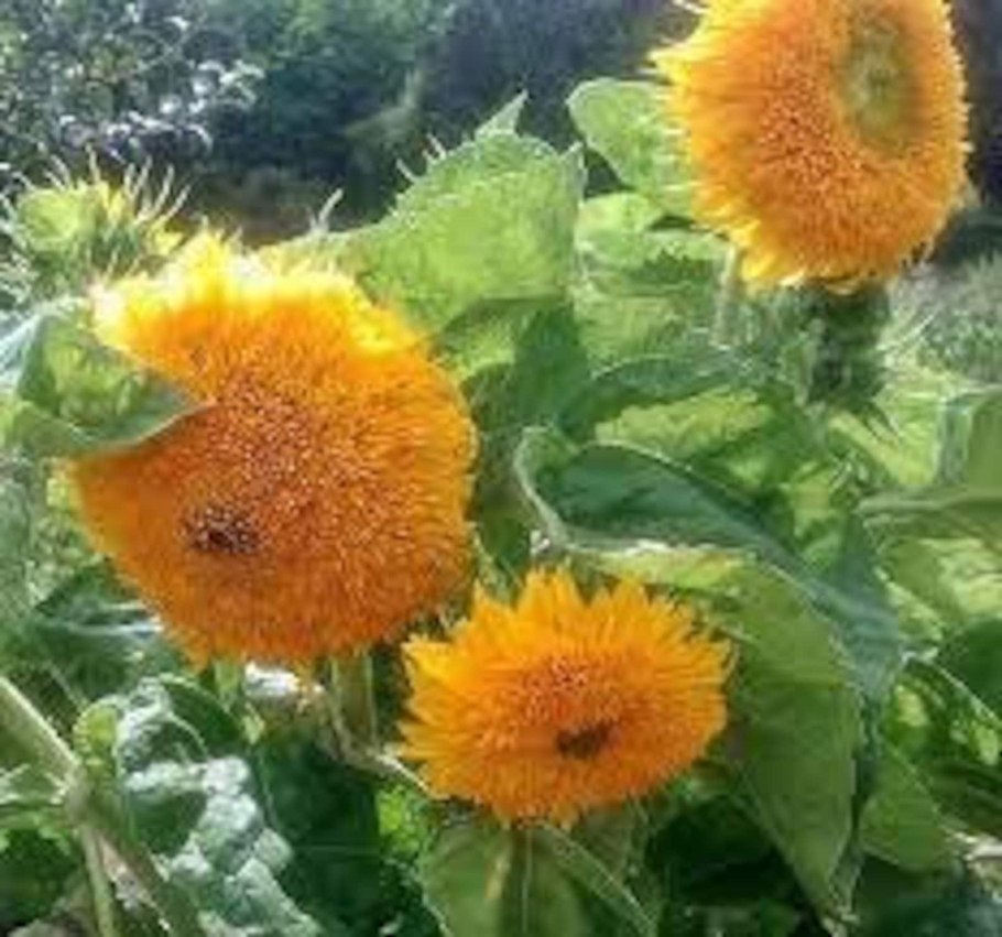 Подсолнух Тедди Беар