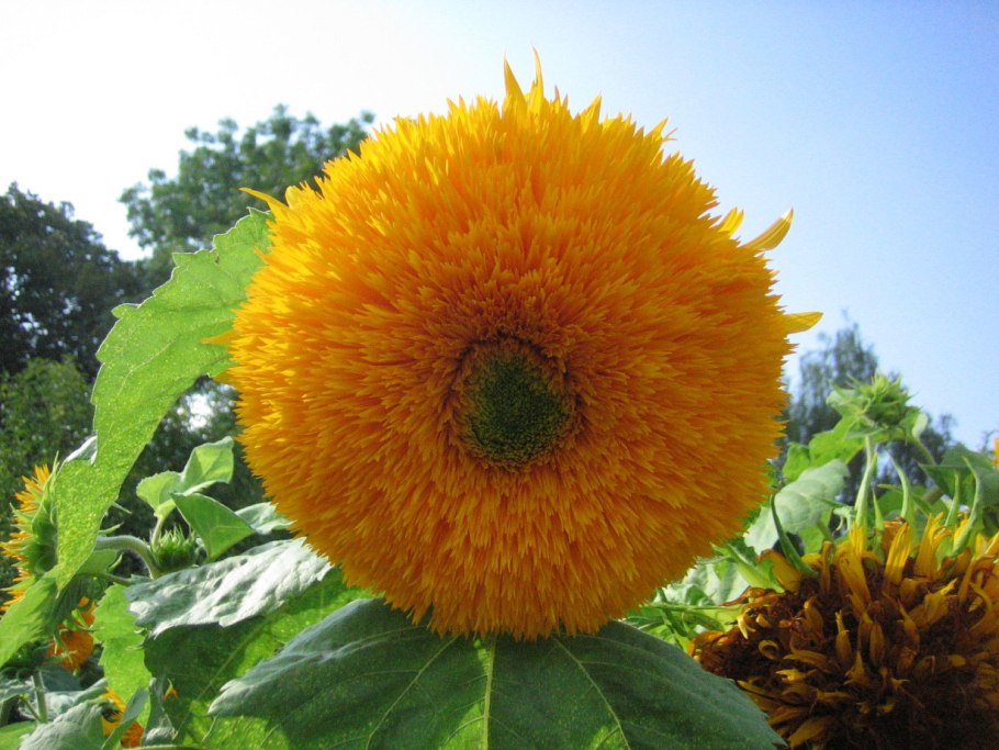 Подсолнечник - Helianthus annuus