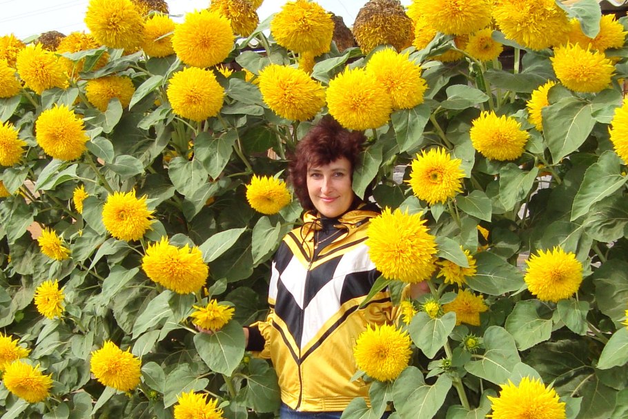 Подсолнечник Медвежонок Гавриш