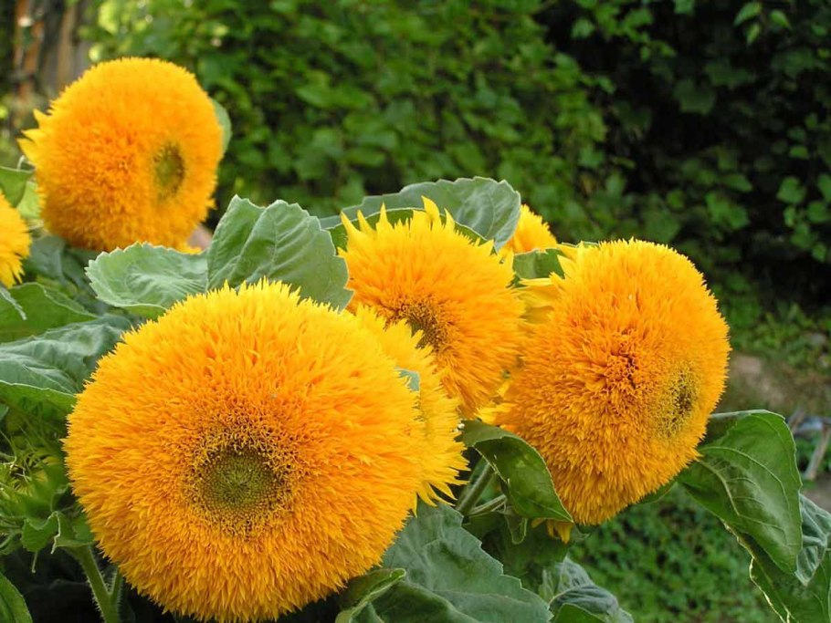 Подсолнечник Тедди Беар