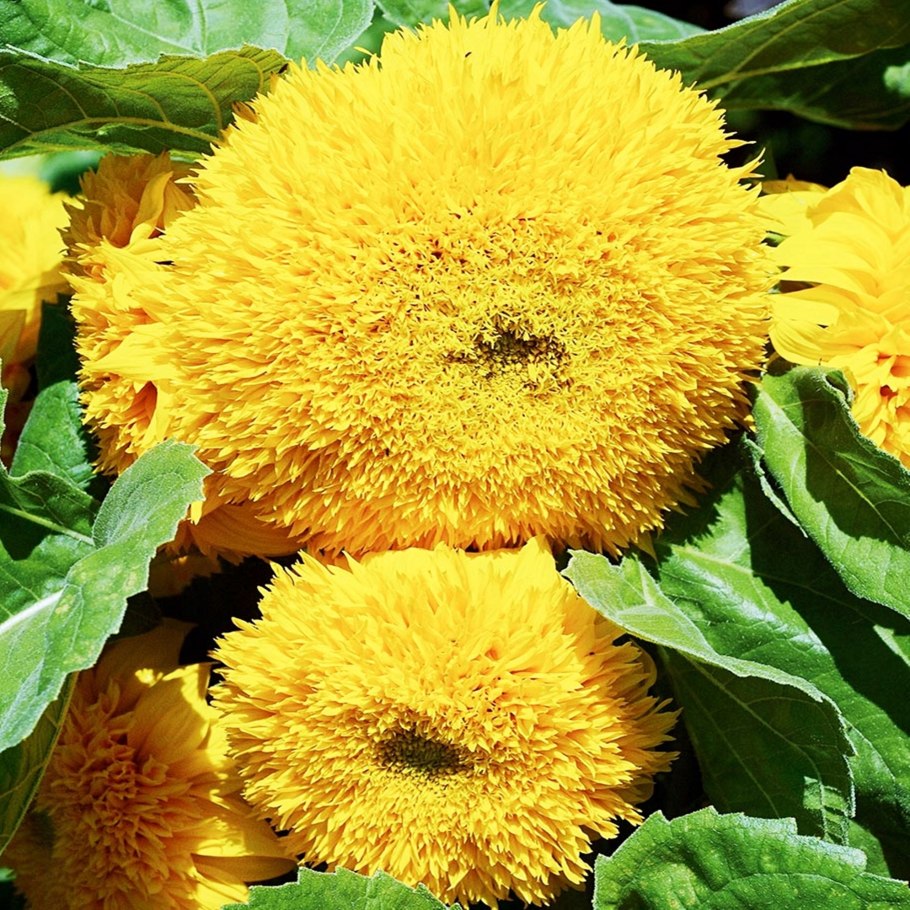 Подсолнечник Медвежонок Гавриш