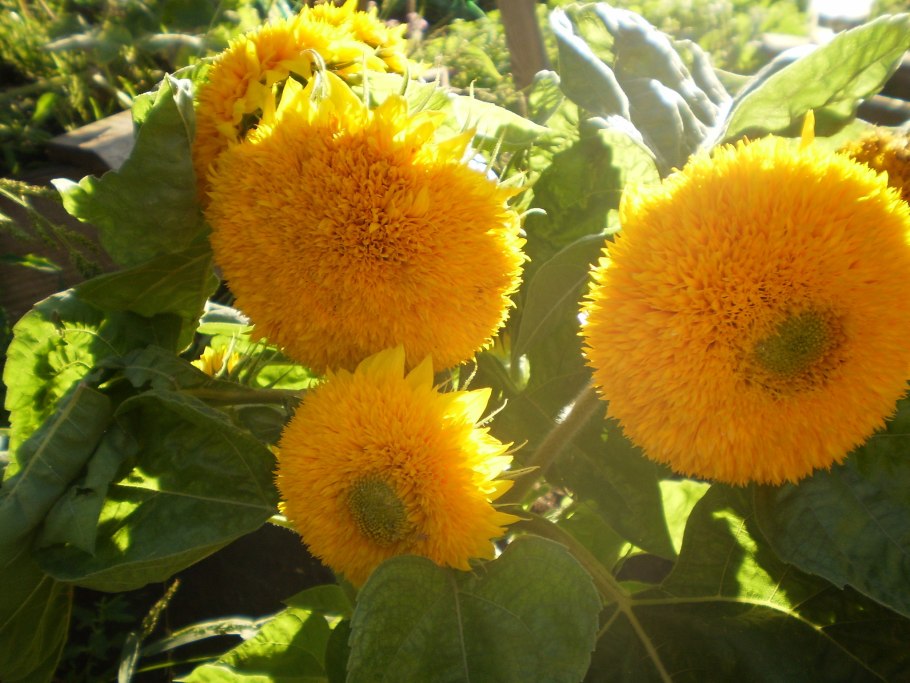 Подсолнечник махровый Санголд