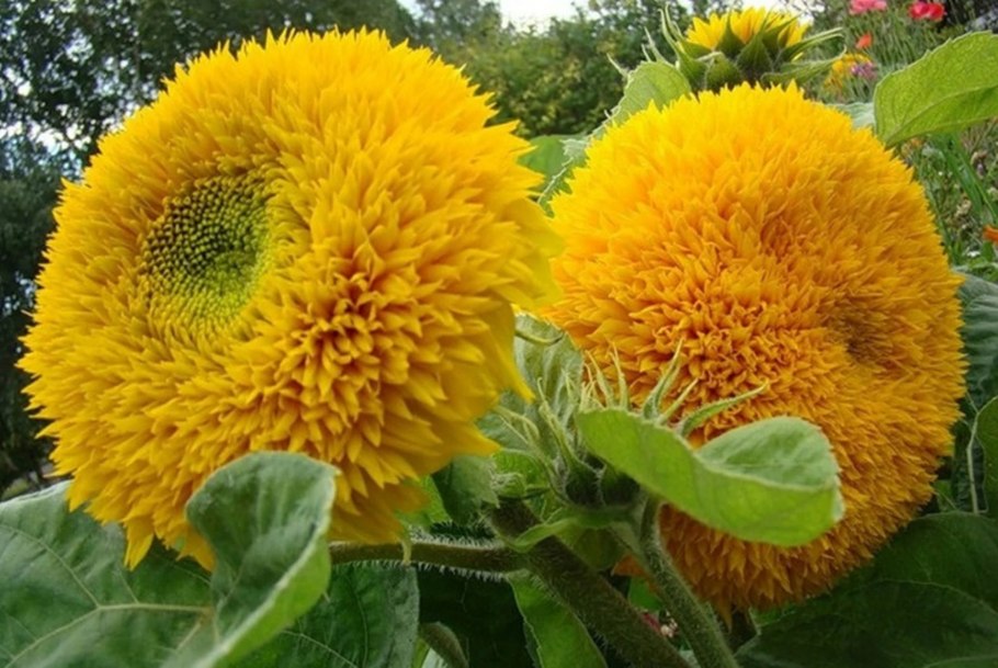 Подсолнечник плюшевый мишка