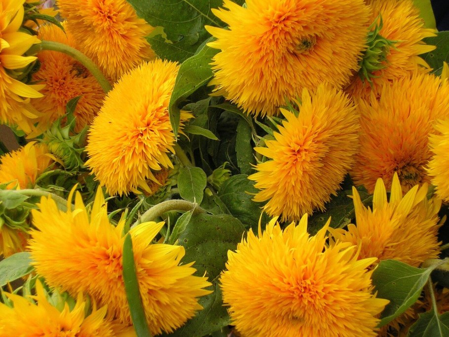 Подсолнечник плюшевый мишка