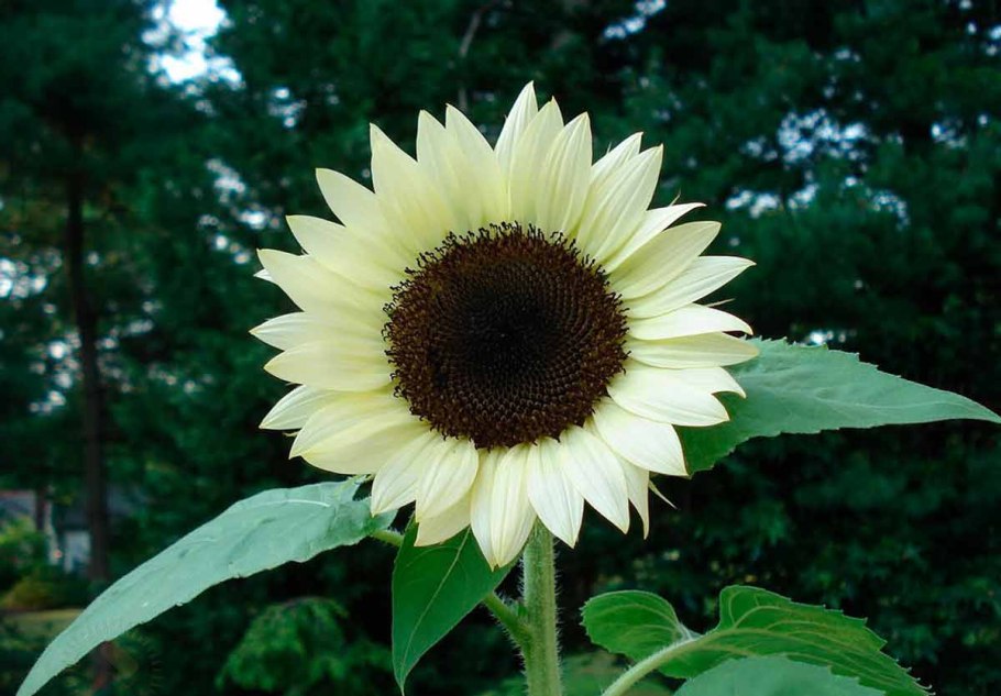 Растение мишка