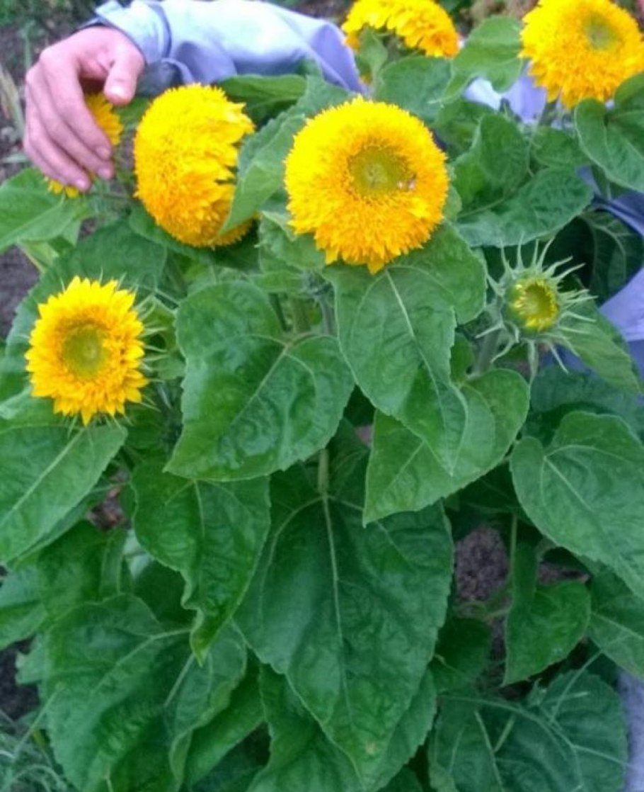 Подсолнечник Мэджик f1, декоративный