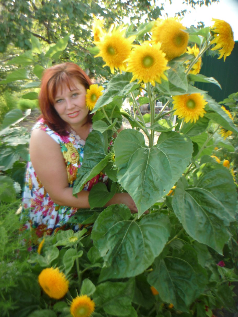 Подсолнечник мишутка