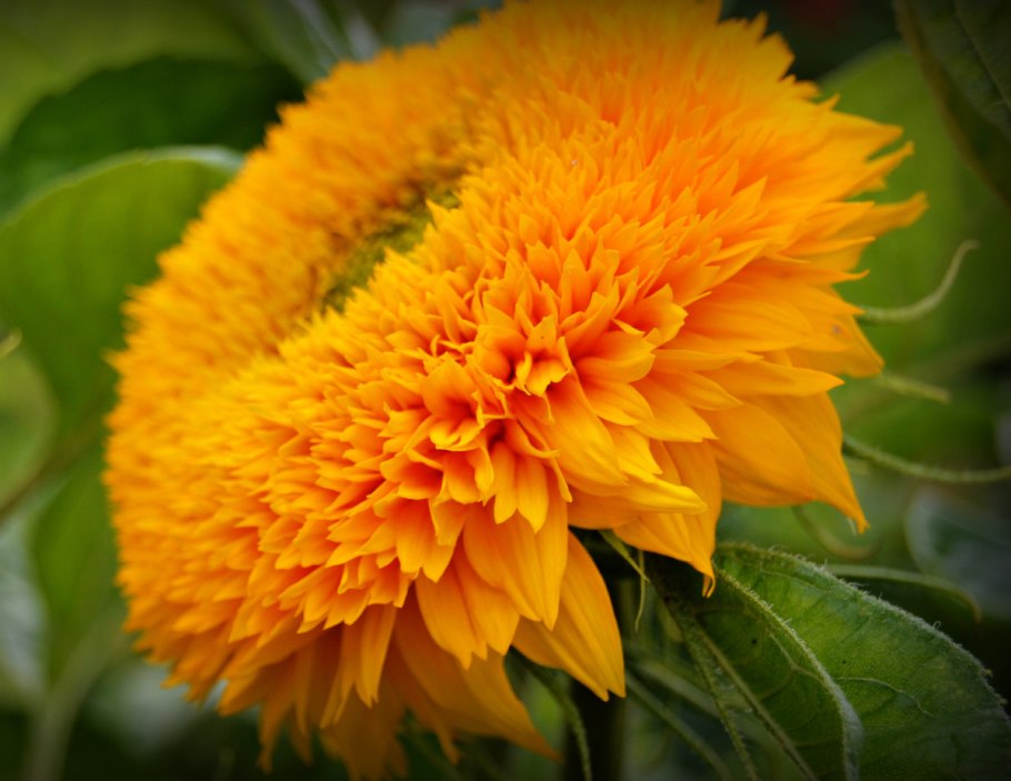 Подсолнечник 'Медвежонок' (махровый, желтый) d11