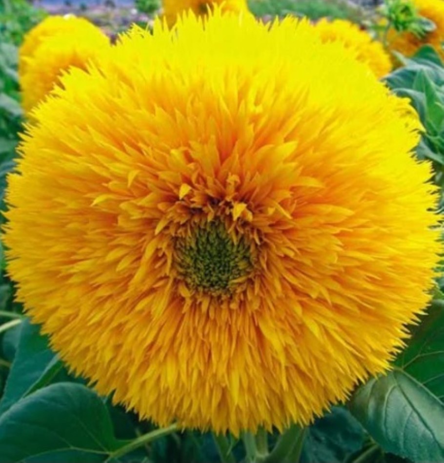 Подсолнечник махровый Санголд