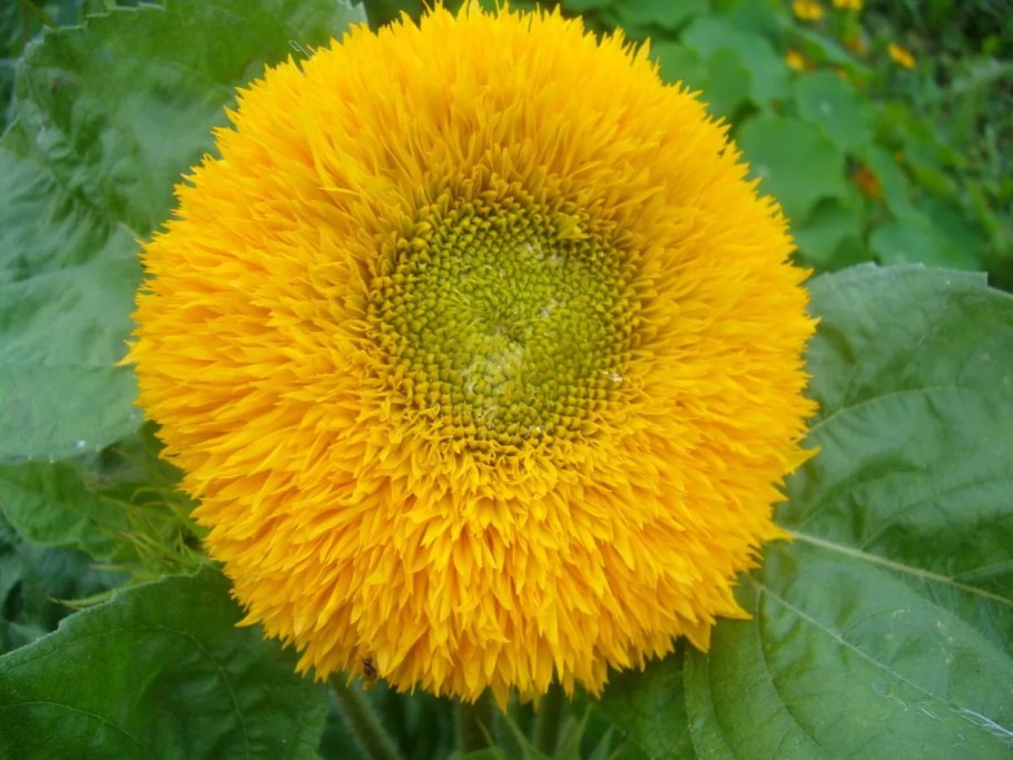 Гелиантус Медвежонок Тедди