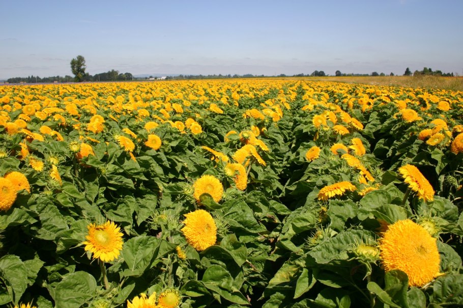 Подсолнечник Санголд низкорослый