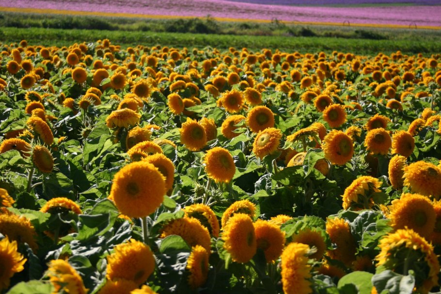 Подсолнечник махровый Санголд
