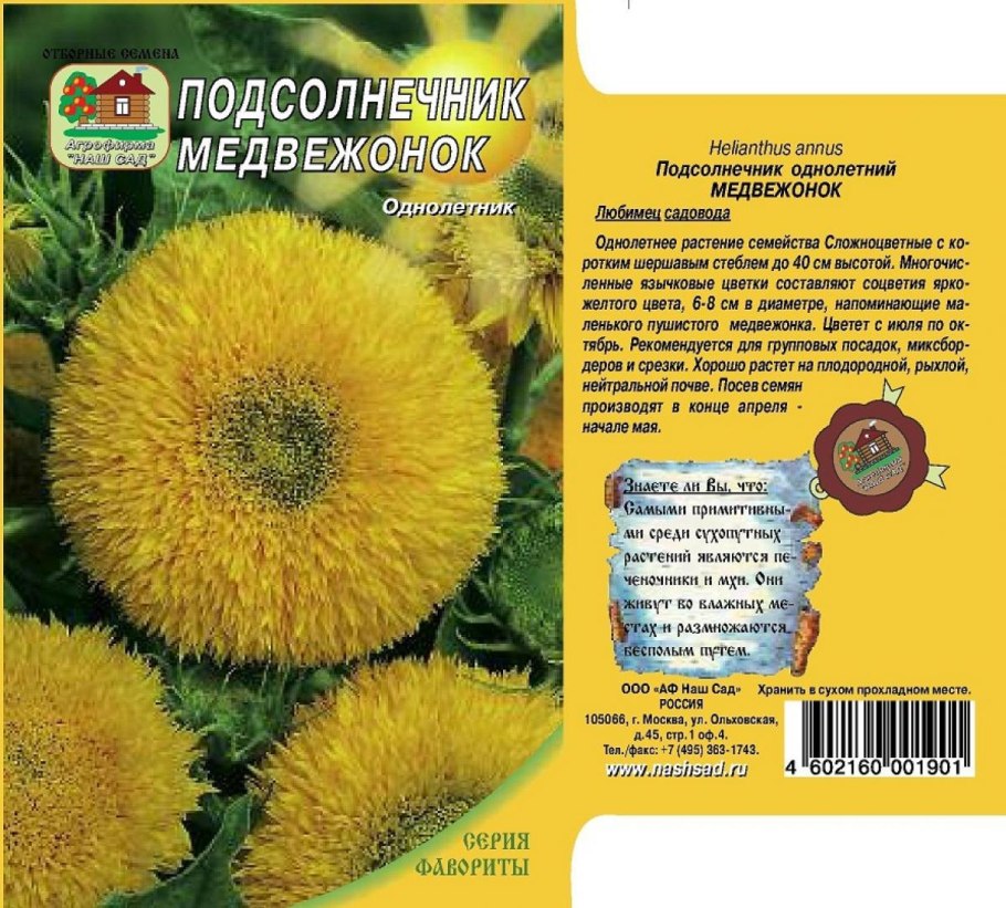 Гелиантус Тедди Беар