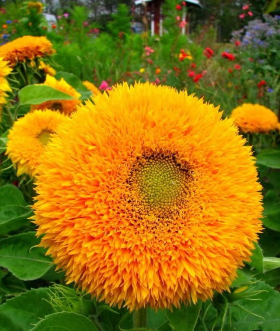 Подсолнечник махровый