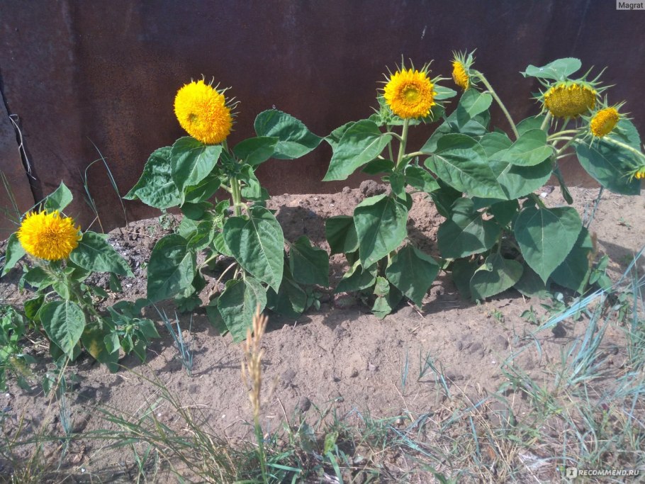 Подсолнечник Медвежонок Тедди