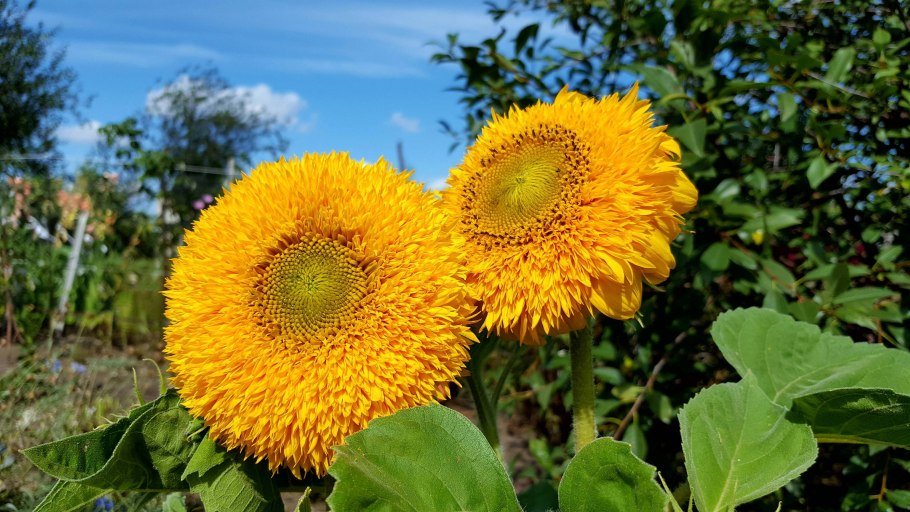 Подсолнух Медвежонок семена