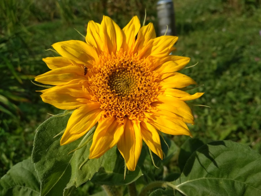 Подсолнечник мишка Тедди