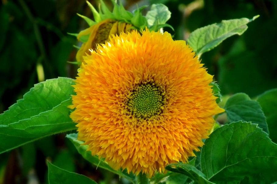 Подсолнечник 'giant Sungold'