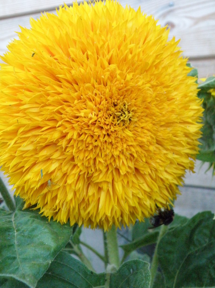 Подсолнечник махровый Санголд