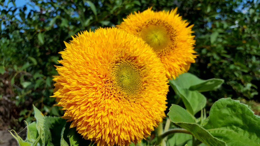 Подсолнечник однолетний Бамбино