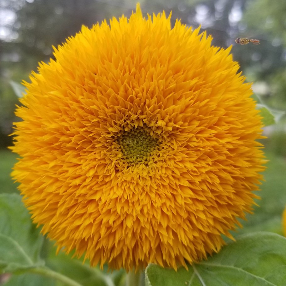 Подсолнух Джайнт Санголд (giant Sungold)