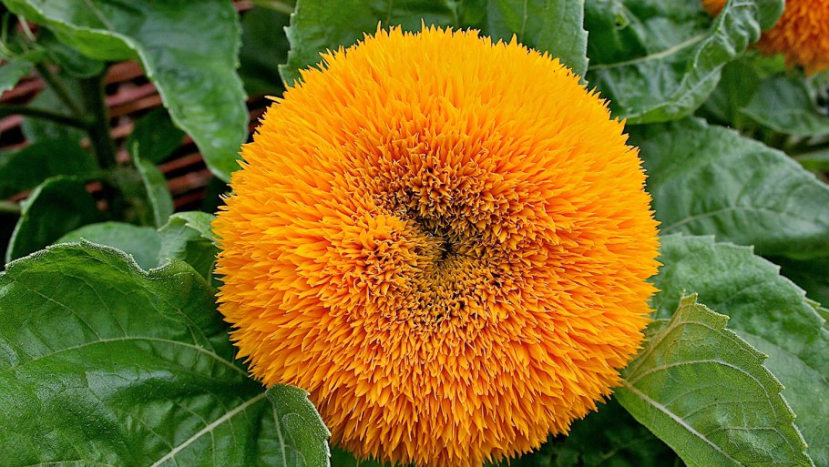 Подсолнечник Тедди Беар