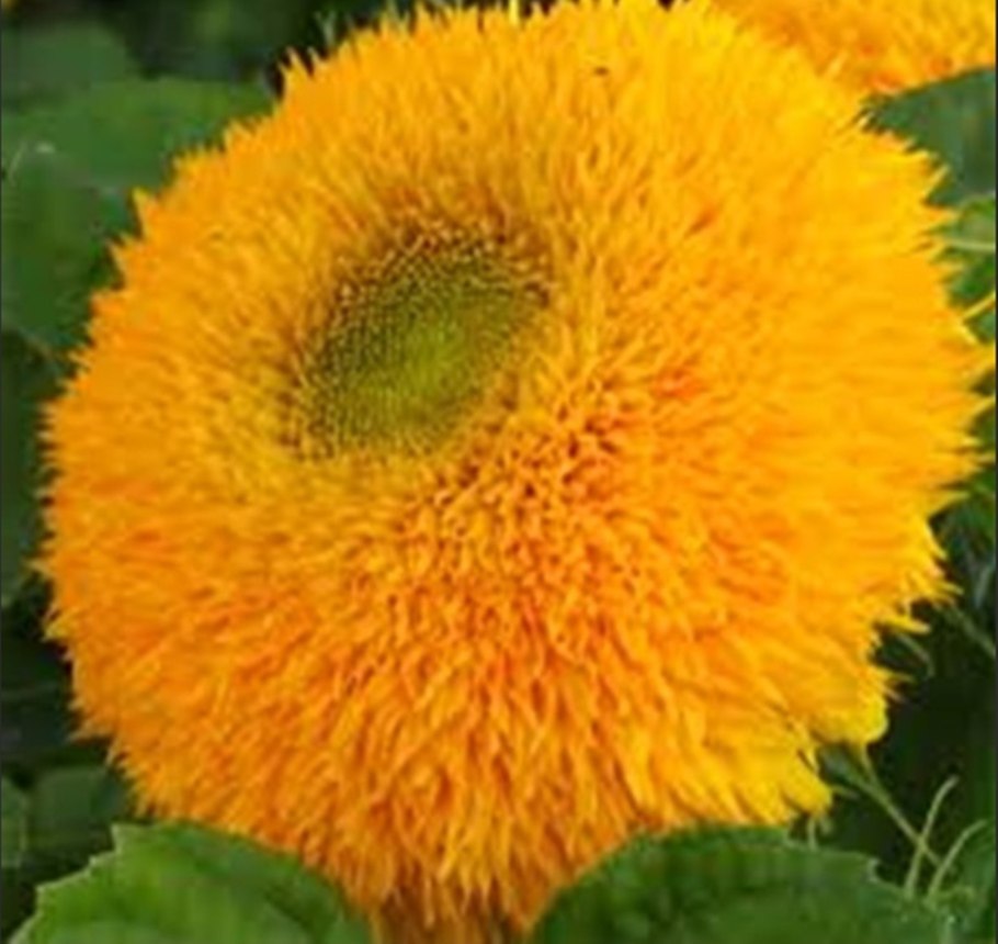 Подсолнух Медвежонок на клумбе