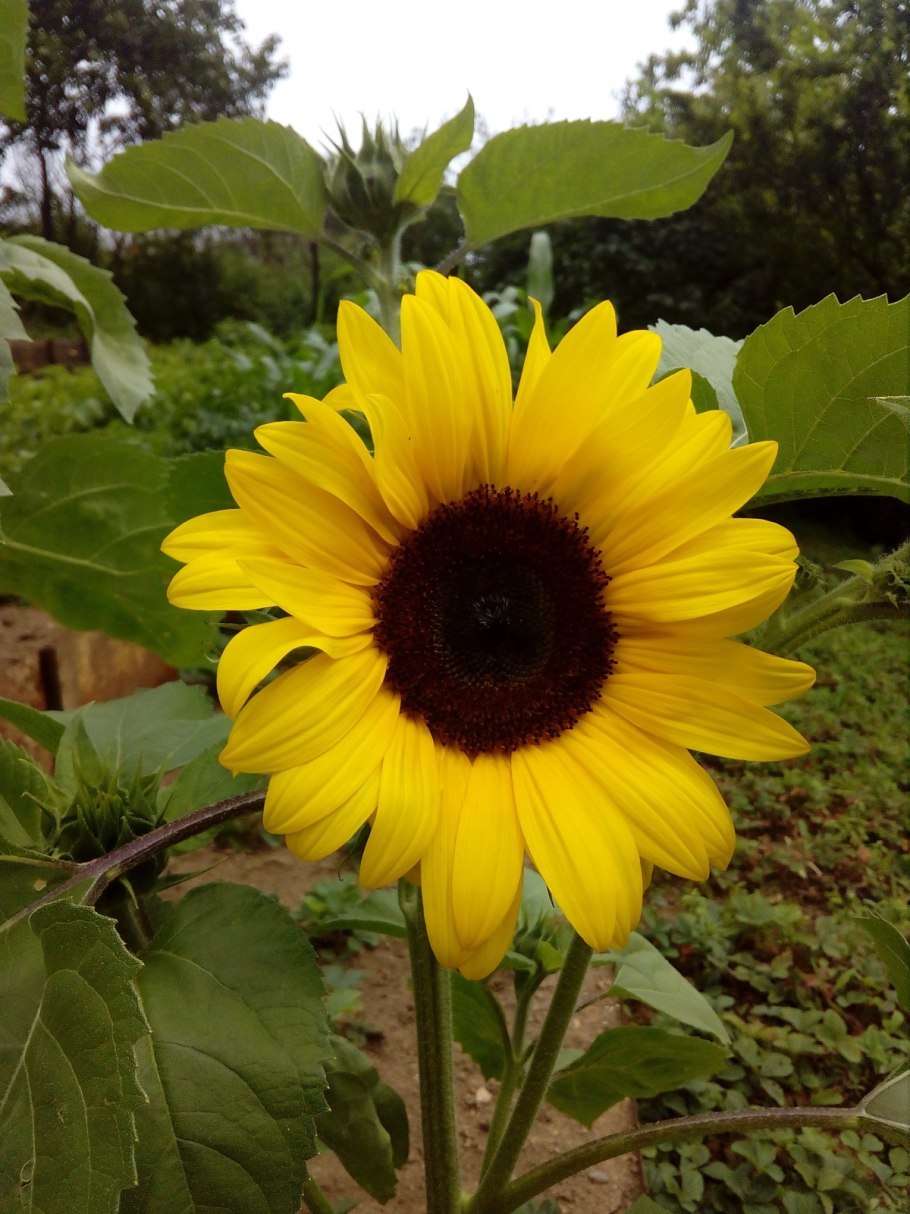 Подсолнух махровый Медвежонок