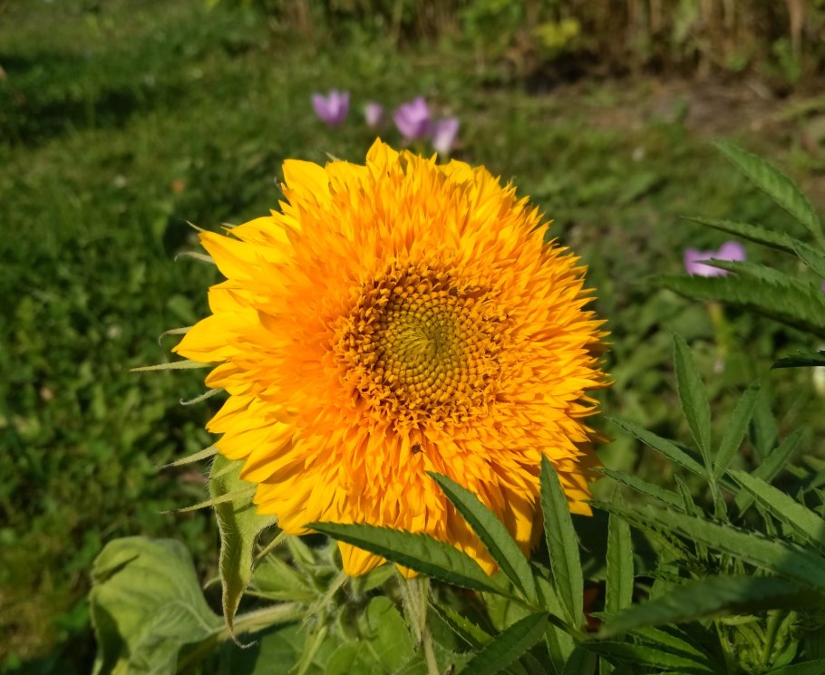 Подсолнечник медвежонок тедди