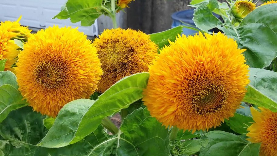 Подсолнечник мишка Тедди