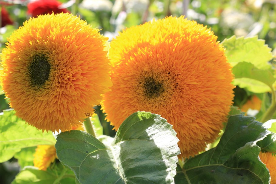 Гелиантус Медвежонок Тедди