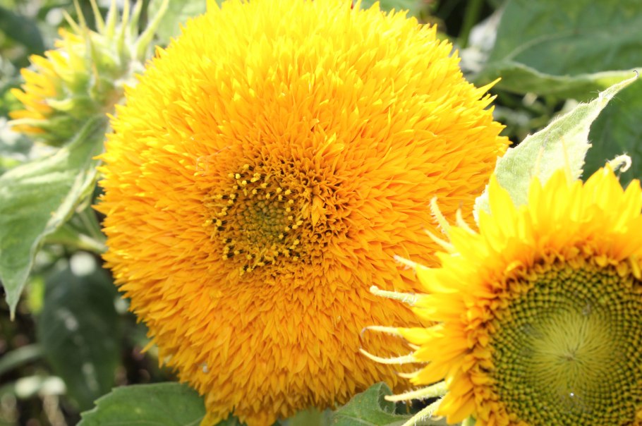 Подсолнечник махровый Санголд