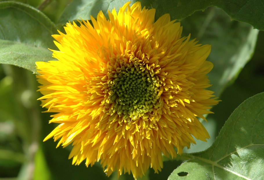 Подсолнечник Мишутка махровый