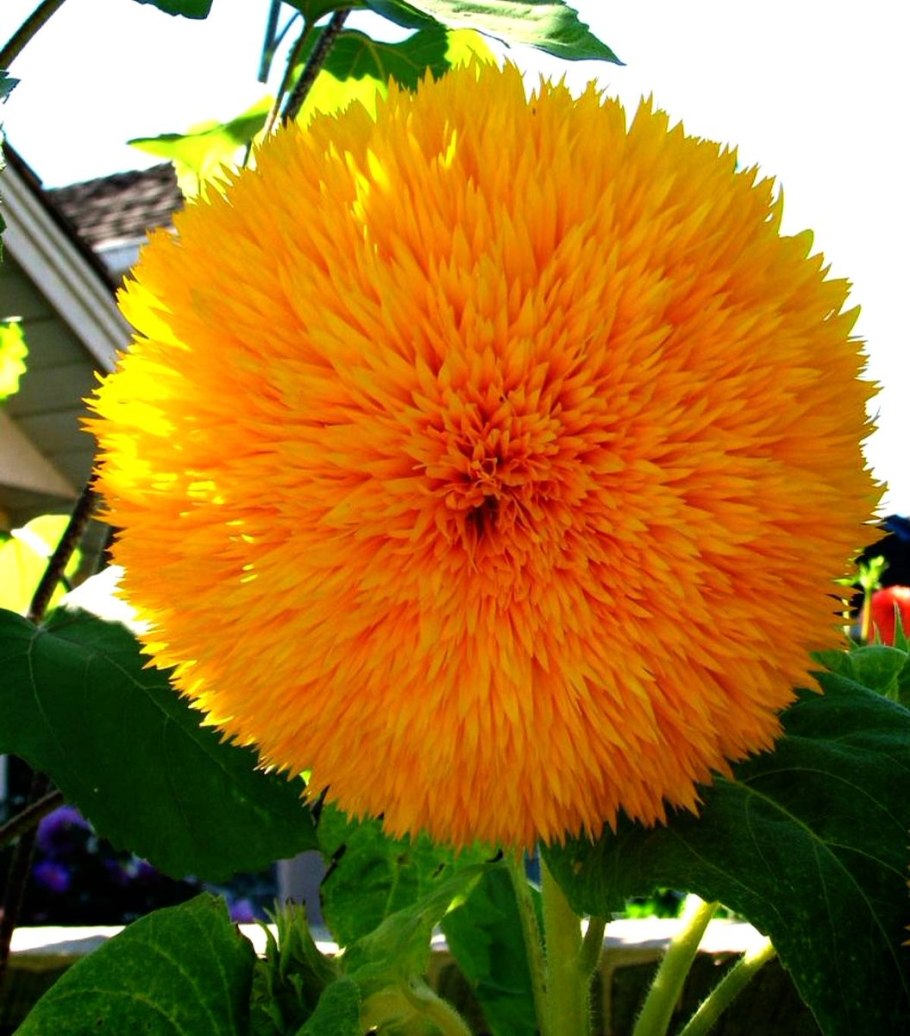 Подсолнечник Медвежонок Тедди