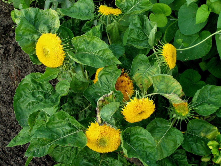 Подсолнечник махровый Санголд