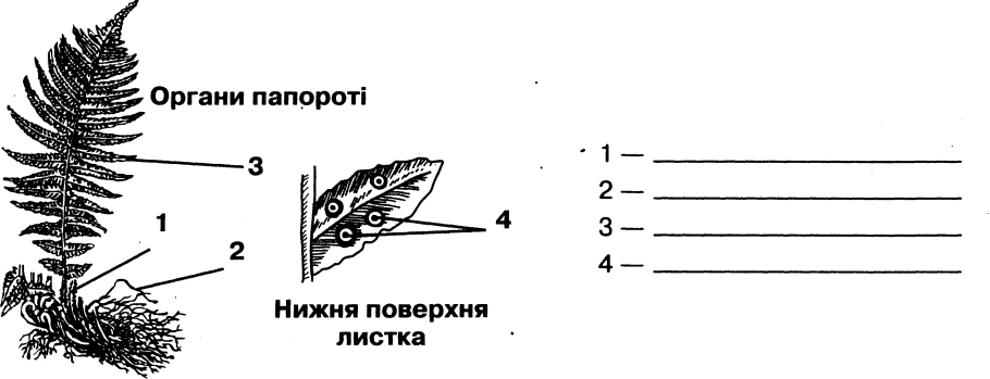 Строение папоротниковидных растений