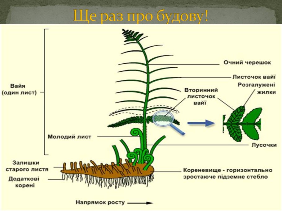 Строение споры папоротника