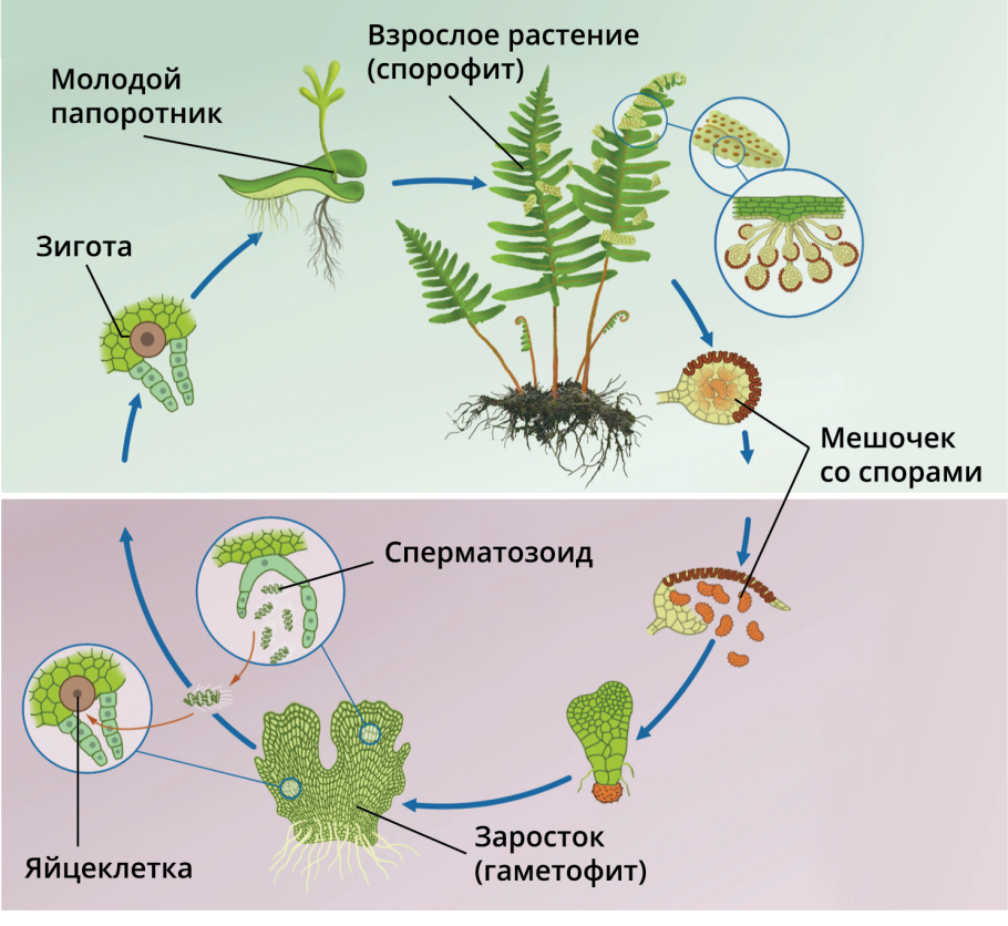 Строение папоротника без подписей