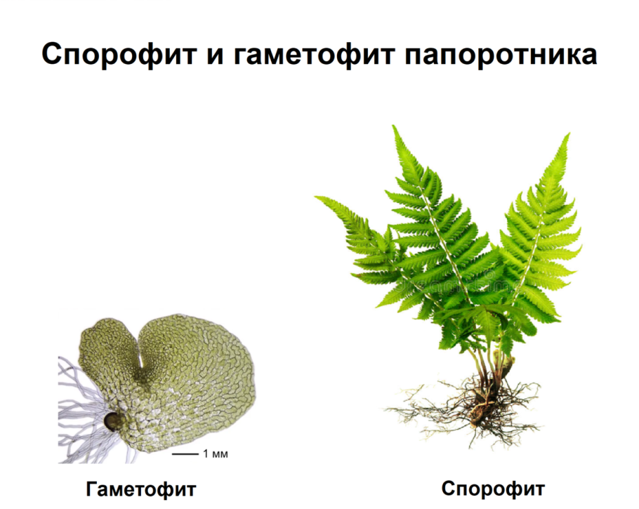 Зигота папоротника