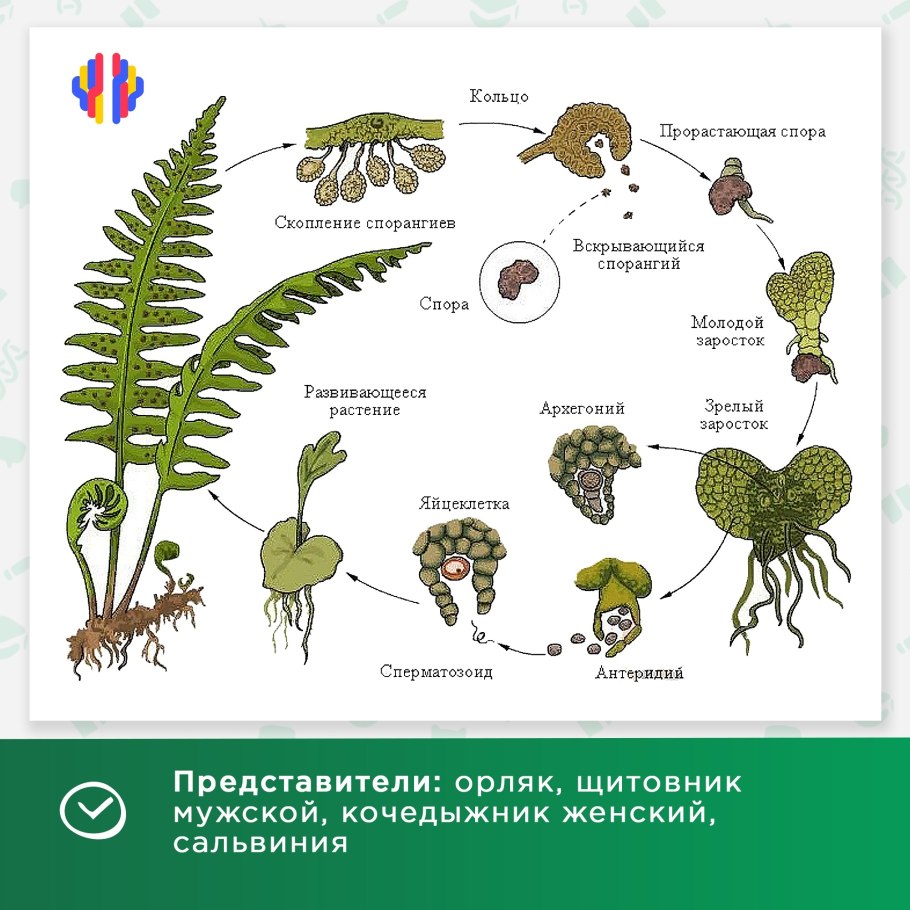 Жизненный цикл папоротника гаметофит