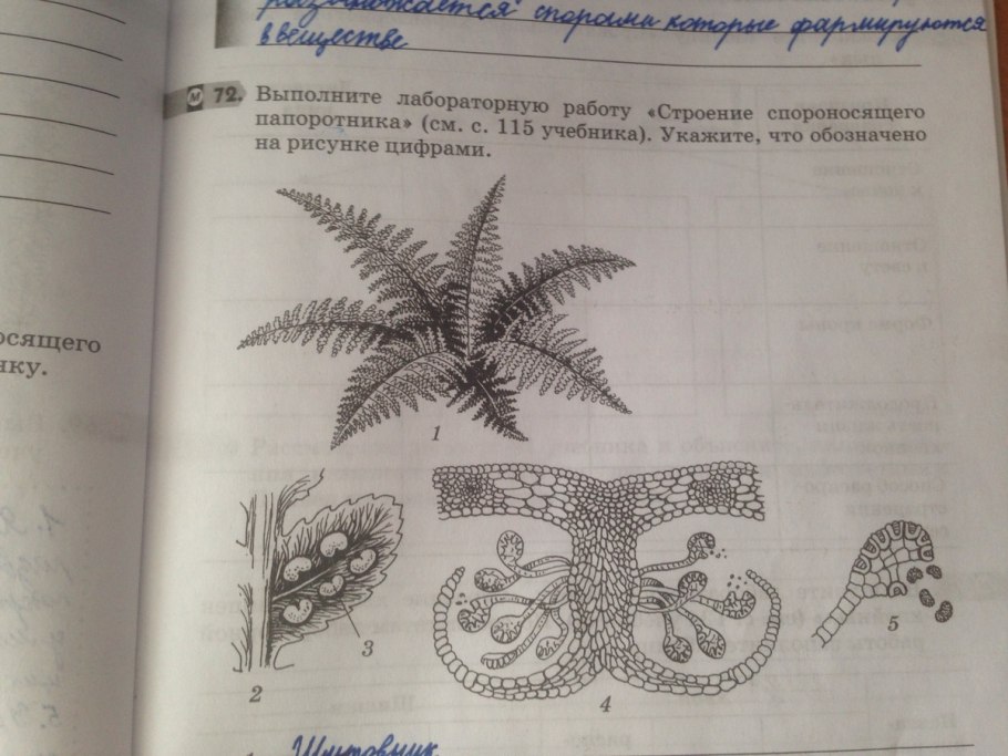 Органы папоротника щитовника мужского