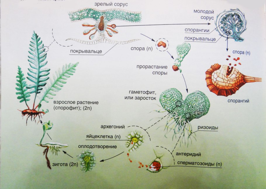 Папоротник Щитовник мужской систематика