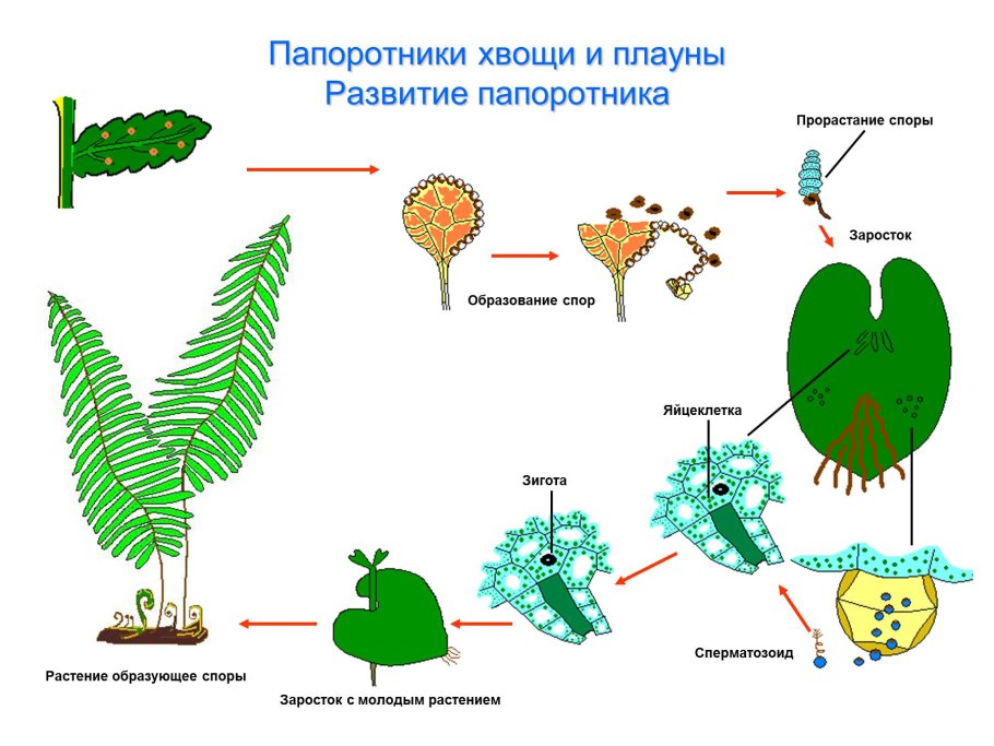 Заросток плаунов