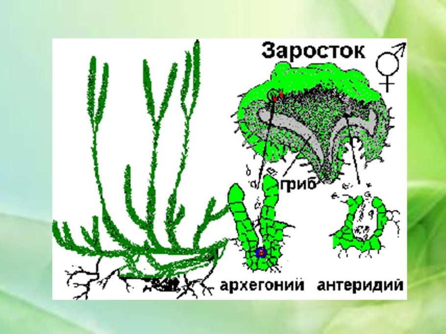 Строение папоротника заросток и корни